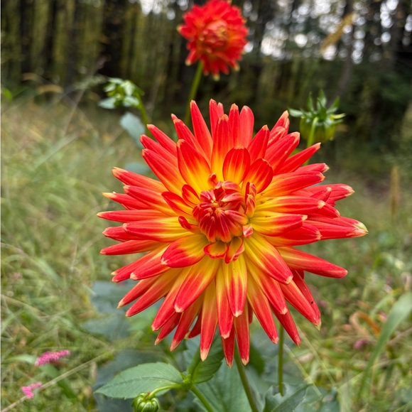 Meet your Posher, Janine - Picture 3 of 4